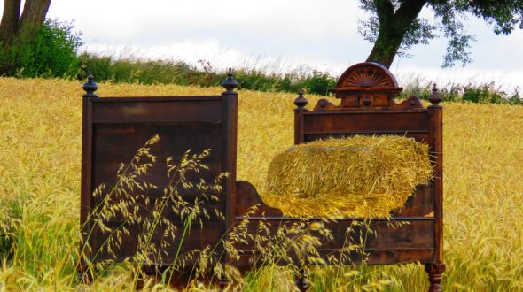 Bett im Kornfeld