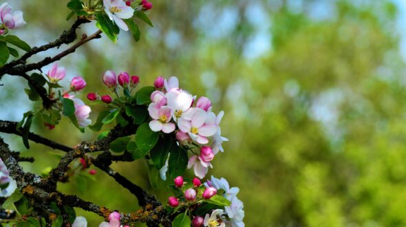 Streuobst Apfelbaum